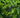 Blue Ginger Tropical Artificial Hedges Faux Plant Wall Tiles
