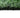Dark Ivy Artificial Green Wall Tile Boxwood Hedge Paneling