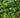 Star Orchid Decorative Artificial Hedges Faux Plant Wall Tiles