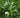 Variegated Spruce Artificial Hedges Faux Plant Wall Tiles