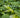 White Lilac Blooming Artificial Hedges Faux Plant Wall Tiles